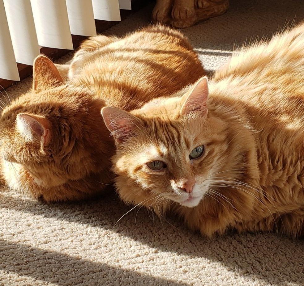 Munch & Pumpkin